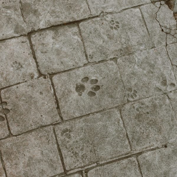 Photo by Roman Odintsov on Pexels