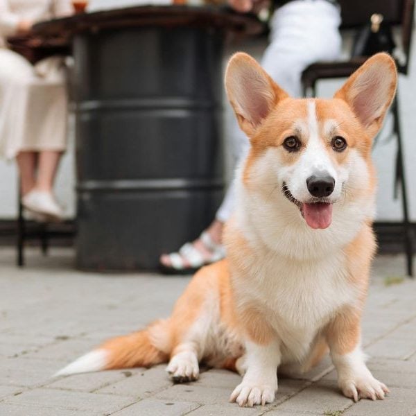 Pembroke Welsh Corgi Sat On Paving