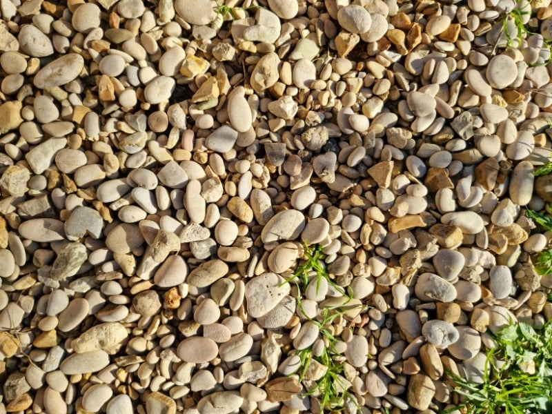 Weeds growing through gravel and pebbles